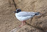 Swallow-tailed Gullborder=